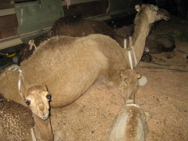 Muammar Qaddafi Donates Camels to Jammeh